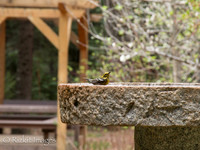 4776_LR_crop